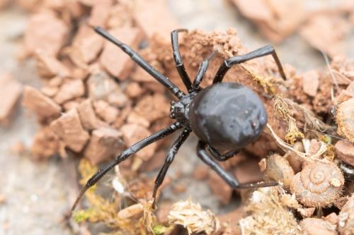 Latrodectus tredecimguttatus